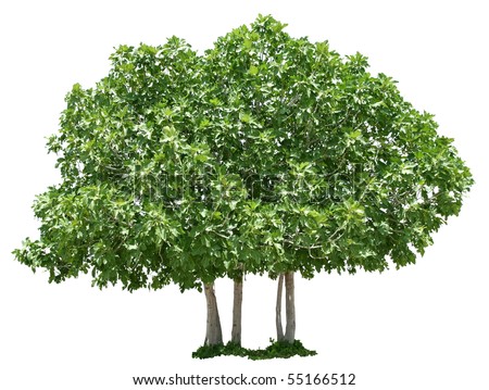 Fig Tree Clip Art