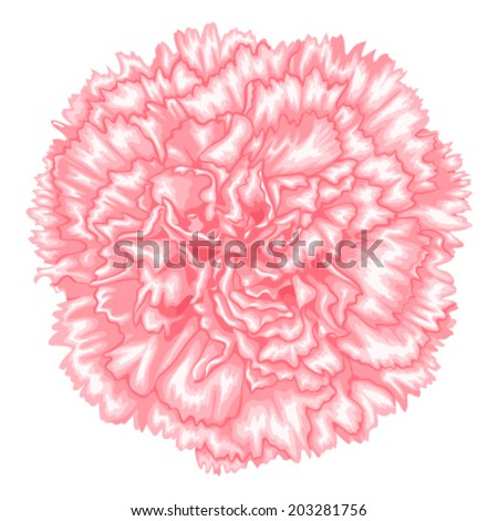 Pink Carnation Stock Images, Royalty-Free Images & Vectors | Shutterstock