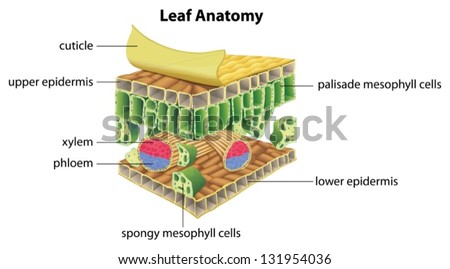 Chloroplast Stock Images, Royalty-Free Images & Vectors | Shutterstock