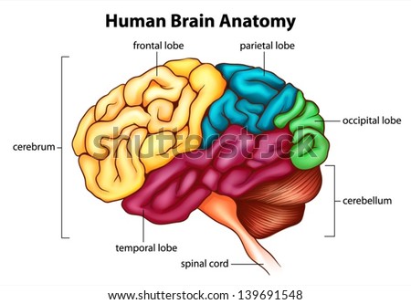 Illustration Human Brain Stock Vector 139691548 - Shutterstock