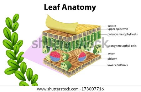 Leaf Cell Diagram Labeled