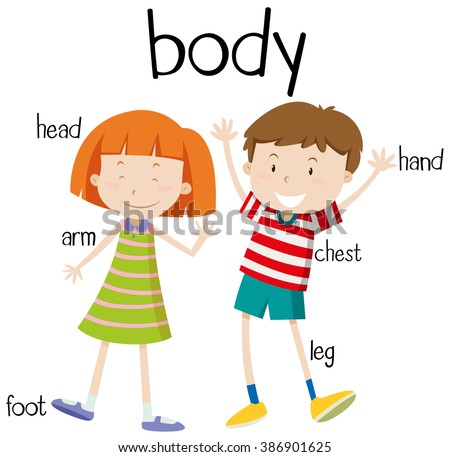 Human Body Parts Diagram Images Images - How To Guide And 