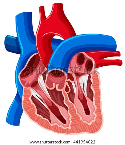 Human Heart Veins Arteries Stock Illustration 146927090 ...