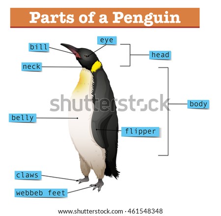 Diagram Showing Parts Penguin Illustration Stock Vector 461548348