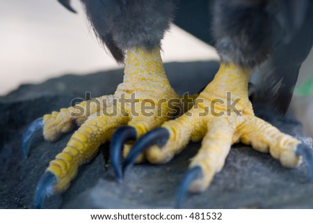 Claw Tear Stock Photos, Royalty-Free Images & Vectors - Shutterstock