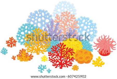 Corals