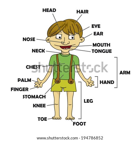 Cartoon Body Parts Stock Images, Royalty-Free Images & Vectors