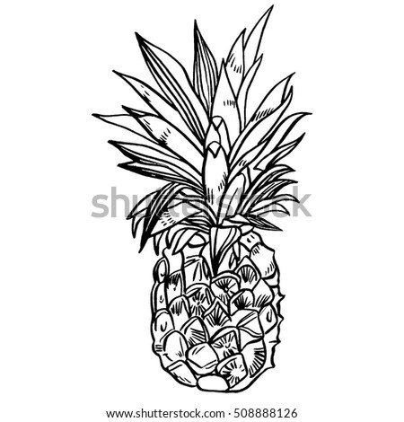 Pineapple tropical fruit. Vector object.