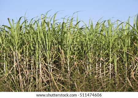 sugarcane plantation