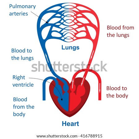 Circulatory System Stock Vector 416788915 - Shutterstock