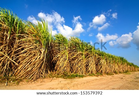 Sugarcane field in blue sky and white cloud in Thailand