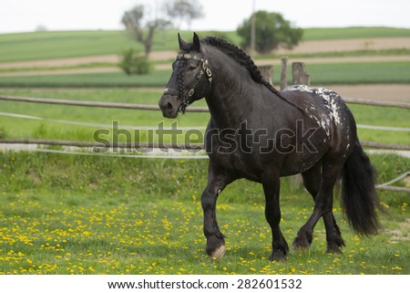 Carthorse Stock Photos, Royalty-Free Images & Vectors - Shutterstock