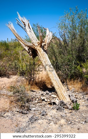 Dead Cactus Stock Images, Royalty-Free Images & Vectors ...