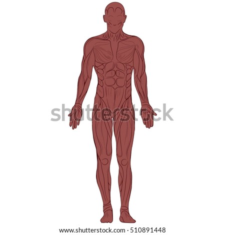 Vector Illustration Silhouette Human Body Muscles Stock Vector