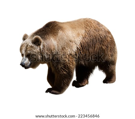 Brown Bear Ursus Arctos View Profile Stock Photo 64440886 - Shutterstock