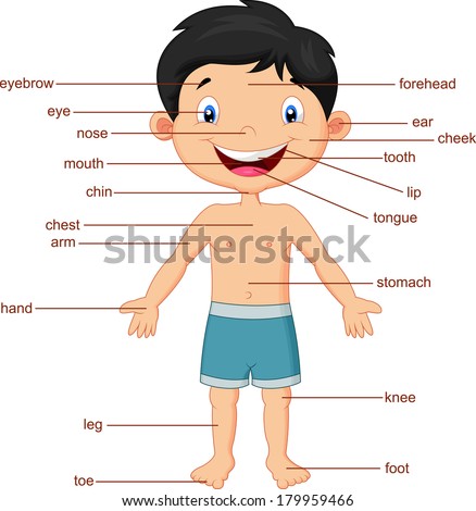 Cartoon Body Parts Stock Images, Royalty-Free Images & Vectors ...