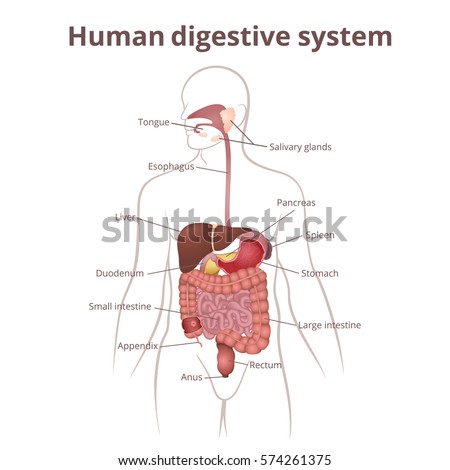 Location Gastrointestinal Tract Body Human Digestive Stock Vector ...