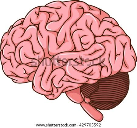 Human Brain Cartoon Stock Vector 429705595 - Shutterstock