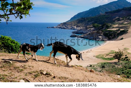 Goat near the beach in Ninh Thuan, Vietnam