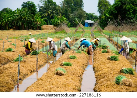 DONGTHAP, VIETNAM, OCT 11: Farmers grow onion in a field on Oct 11, 2014 in Dongthap, Vietnam. Dong Thap is a province near Saigon, belong to Mekong delta region in Vietnam.