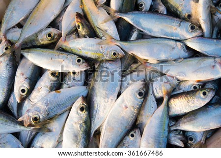 Trays of raw fishes are sell in fish market in Quang Ngai, Vietnam