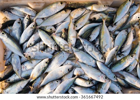 Trays of raw fishes are sell in fish market in Quang Ngai, Vietnam