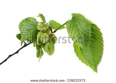 Elm leaves Stock Photos, Images, & Pictures | Shutterstock