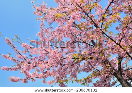 top 28 cherry blossom tree scientific name takamex s quot oriental quot set on shutterstock top 28 cherry blossom tree scientific name takamex s quot oriental quot set on shutterstock