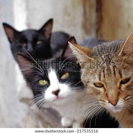 Stray Cat Photographed Park Yokohama Japan Stock Photo ...