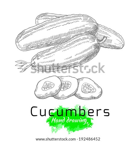 Cucumbers, vector hand drawing