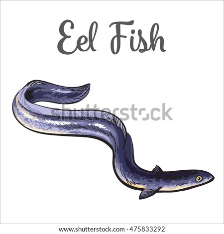 Eel Stock Images, Royalty-Free Images & Vectors | Shutterstock