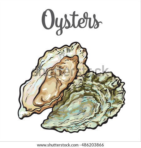 Fresh Oyster Sketch Style Vector Illustration Stock Vector ...