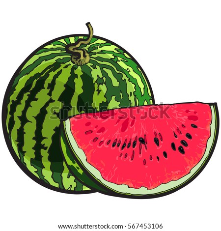 Whole striped watermelon with curled up tail and red slice with black seeds, sketch style vector illustration isolated on white background. Realistic hand drawing of whole and cut ripe watermelon