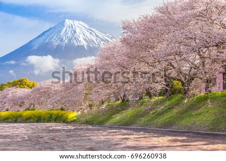 Beautiful Mountain Fuji Sakura Cherry Blossom Stock Photo ...