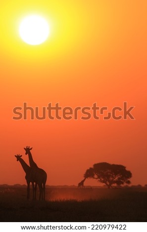 Elephant Stands On Thin Branch Withered Stock Illustration 493803424 ...