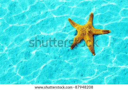 Starfish Blue Water Light Reflection Stock Photo 94555987 - Shutterstock