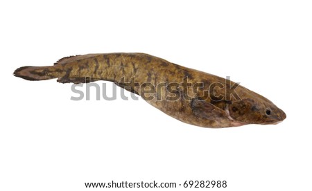 Burbot Stock Photos, Royalty-Free Images & Vectors - Shutterstock