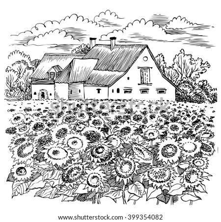 Barn Old Sunflowers Stock Images, Royalty-Free Images & Vectors ...