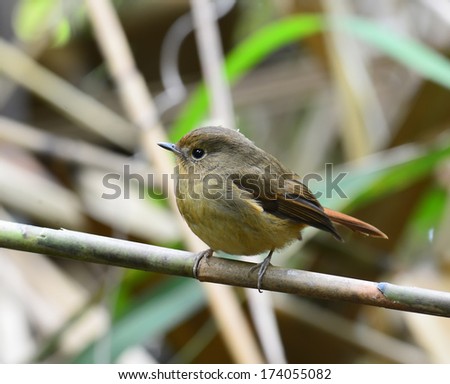 White belly redstart Stock Photos, White belly redstart Stock ...