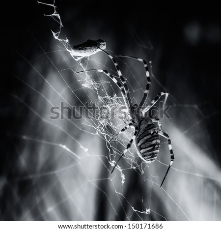 Arachnofobia Stock Photos, Royalty-Free Images & Vectors - Shutterstock