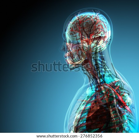 The human body (organs) by X-rays on blue background. High resolution.