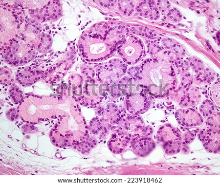 Mucous Stock Photos, Images, & Pictures | Shutterstock