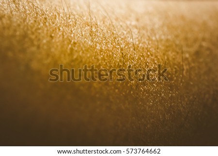 goose bumps on human skin closeup stock photo 556019386 stock images royalty free images vectors goose bumps on human skin closeup stock photo 556019386 stock images royalty free images vectors