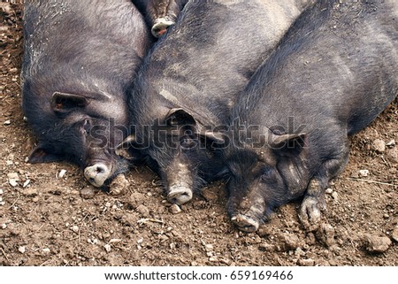 Ugly Pigs Stock Images, Royalty-Free Images & Vectors | Shutterstock