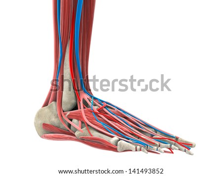 Foot Anatomy Stock Images, Royalty-Free Images & Vectors | Shutterstock