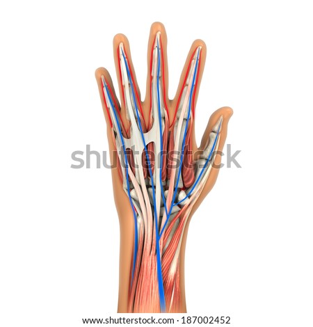 Hand Tendons Stock Images, Royalty-Free Images & Vectors | Shutterstock