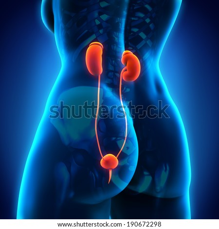 Human Female Kidney Anatomy Stock Illustration 190672298 - Shutterstock