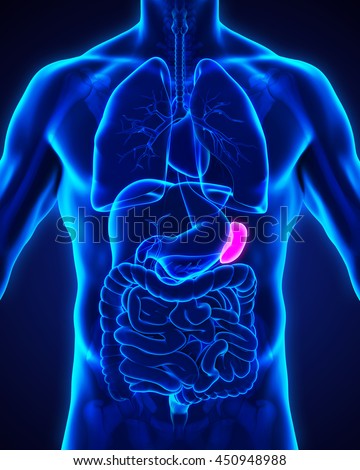 Human Spleen Anatomy Illustration 3d Rendering Stock Illustration