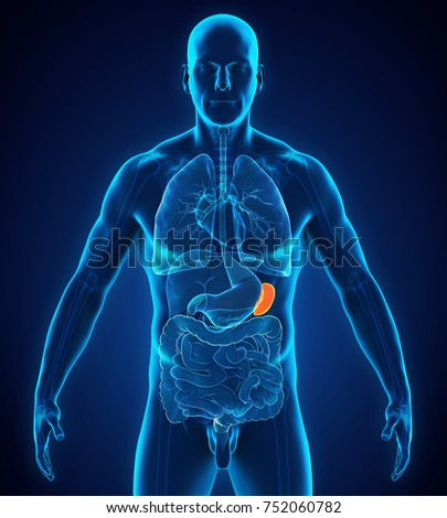 Splenomegaly Stock Images, Royalty-Free Images & Vectors | Shutterstock