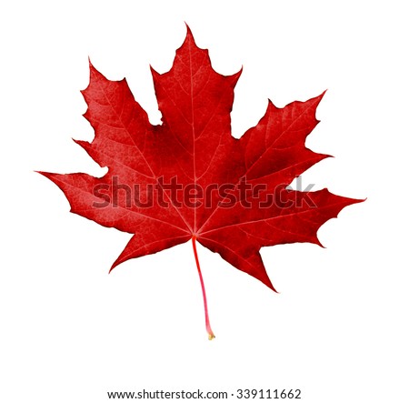 Maple Tree Stock Photos, Images, & Pictures | Shutterstock